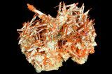 Bright Orange Crocoite Crystal Cluster - Tasmania #171698-1
